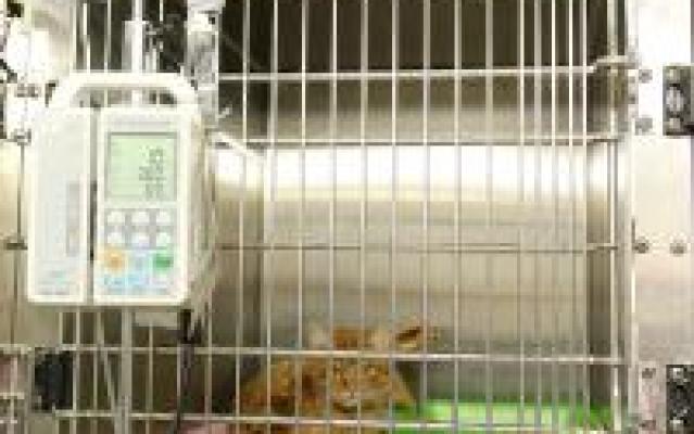 Chat hospitalisé Chat hospitalisé